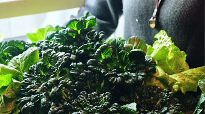 Embark on a Hydroponic Vegetable Journey at Home: A Simple and Fun Growing Guide