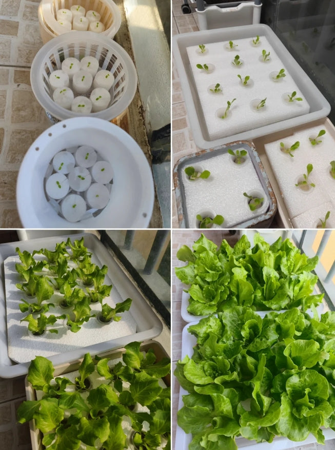 DIY Hydroponic Veggies at Home: The Foolproof Guide