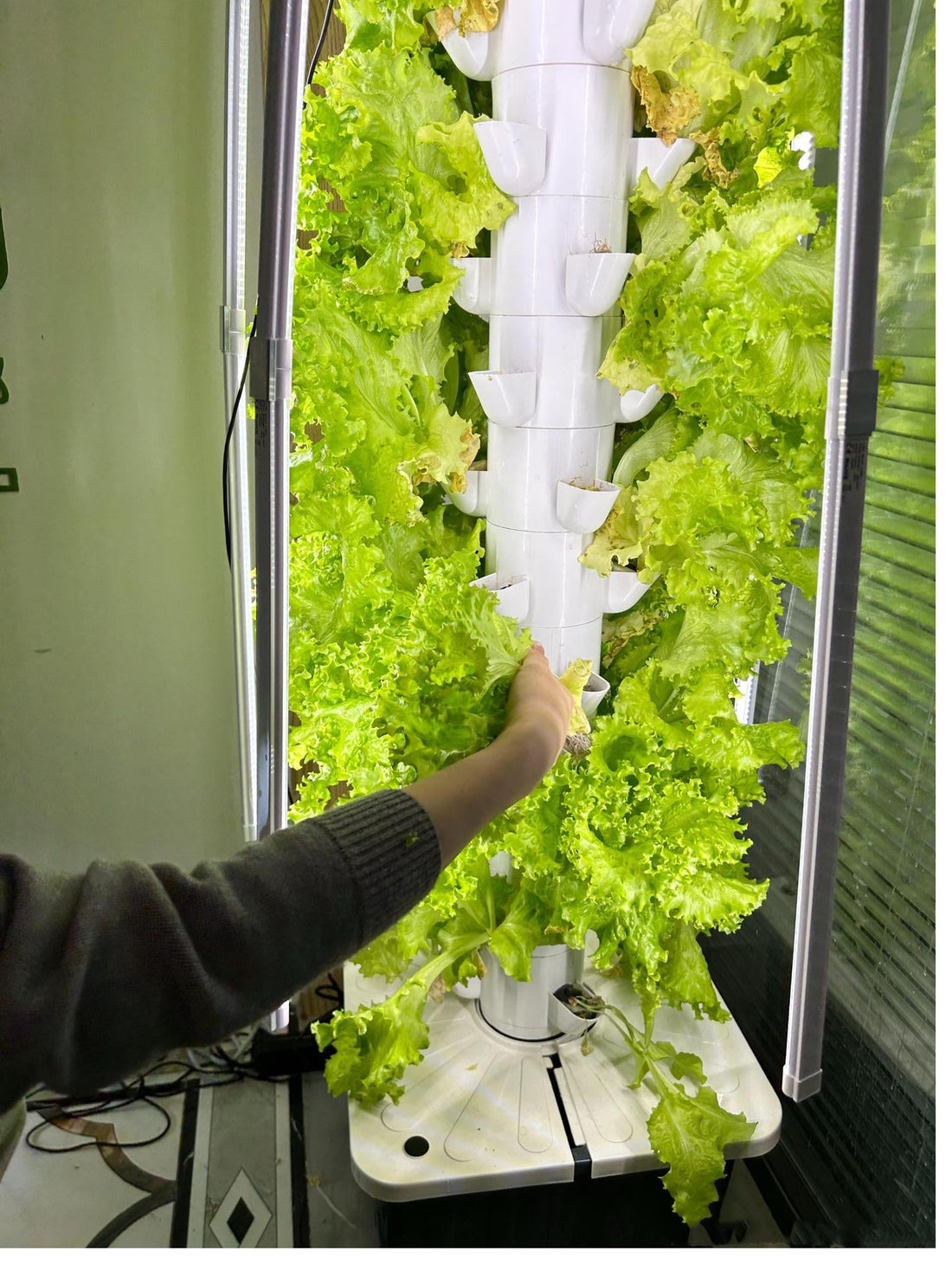 From a Tiny Seed to a Fresh Salad – Here’s How!