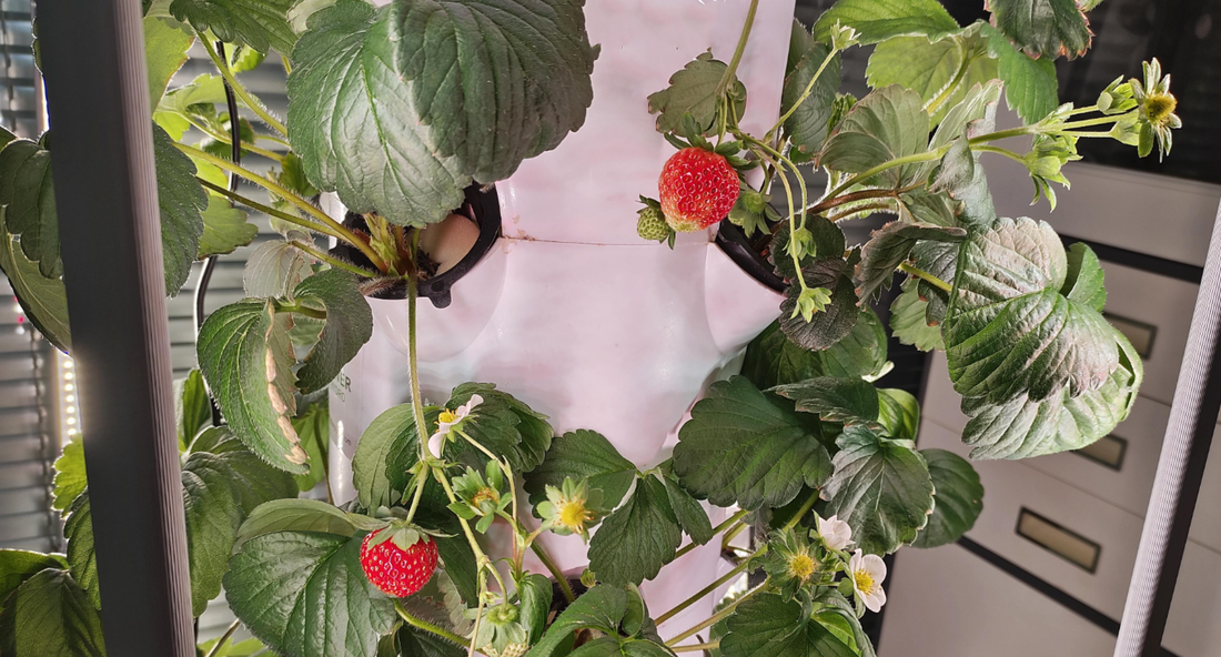 What are the best vegetables for hydroponic beginners?