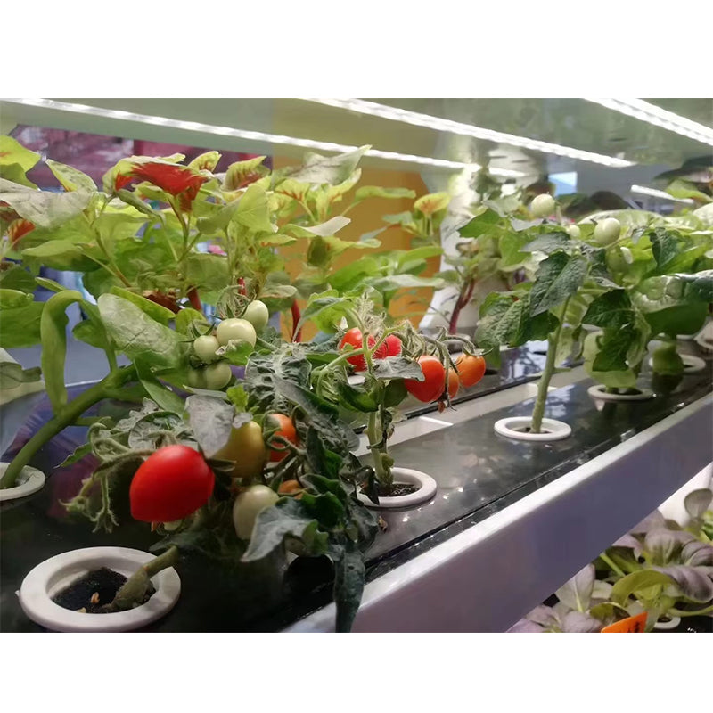 Tomatoes grown in hydroponics