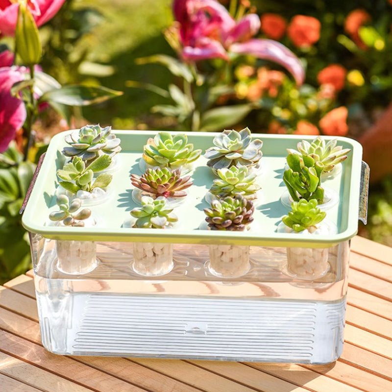 Above is succulent grown in the planting basket, and below is fish in the water