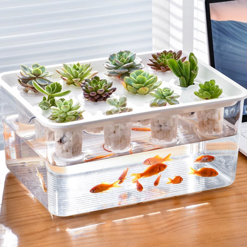 Above is succulent grown in the planting basket, and below is fish in the water