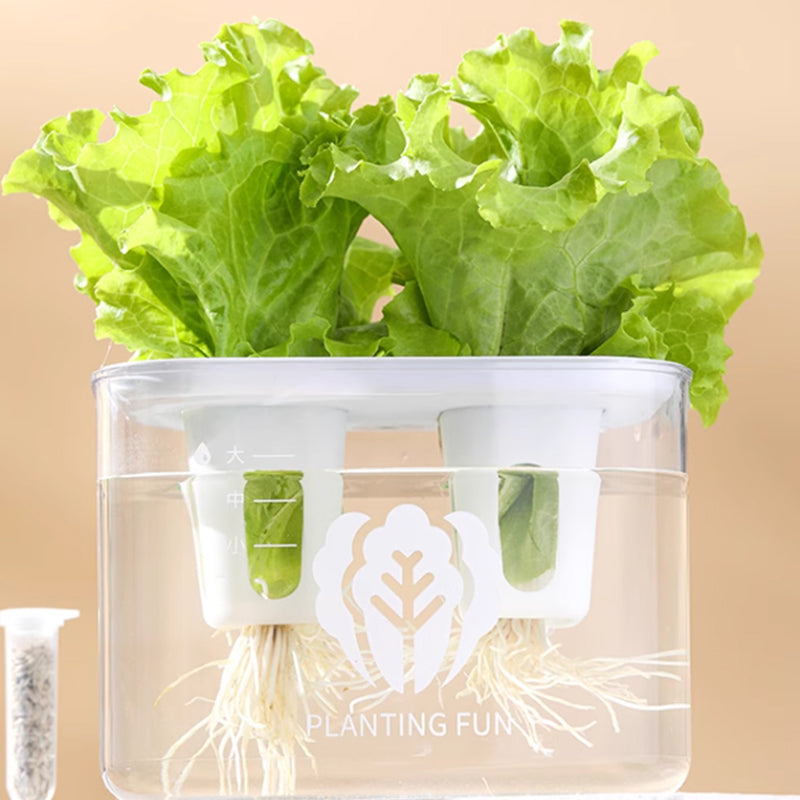 A hydroponic planting box with two lettuce plants