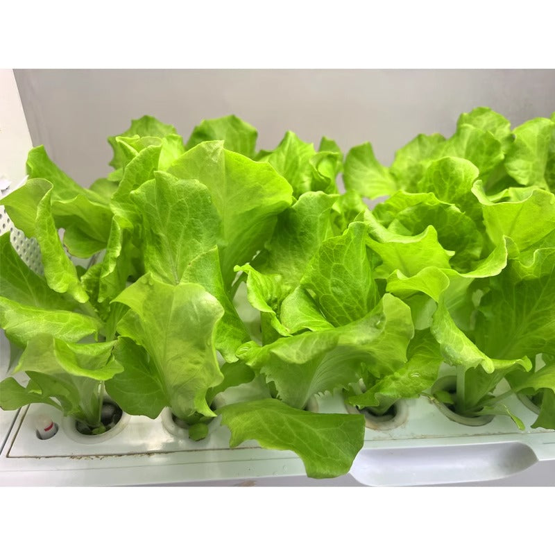 Green hydroponic lettuce