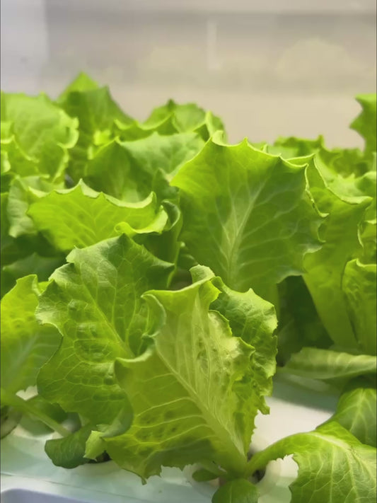 Smart indoor hydroponic garden | Equipped with LED growth lights | 30 planting spots