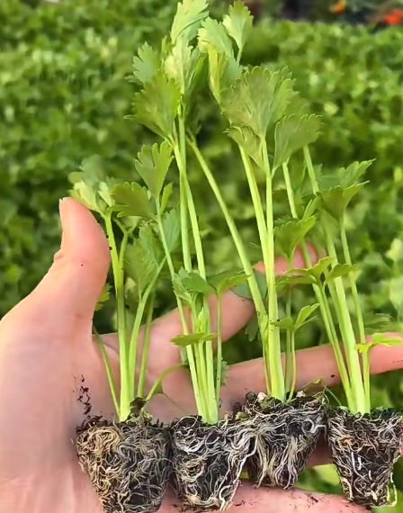 Professional Guide: Converting Soil-Grown Plants to Hydroponics