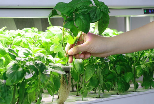 Why Hydroponic Vegetables Haven't Gone Mainstream – Explore the Reasons