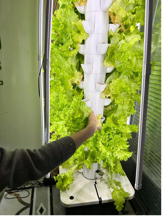 From a Tiny Seed to a Fresh Salad – Here’s How!