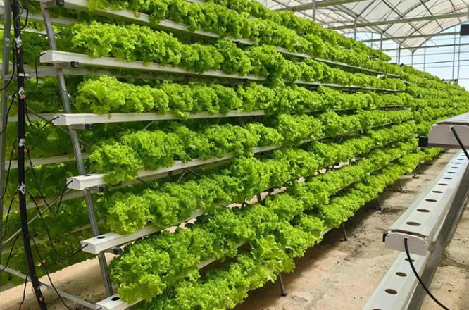 Fresh vegetables grown in hydroponic systems