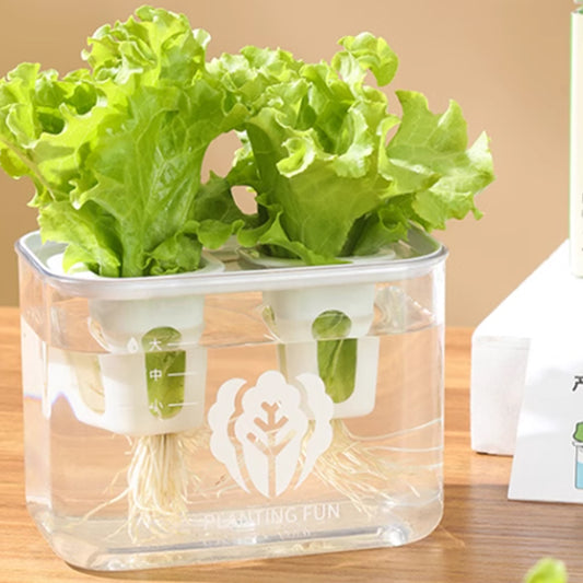 Hydroponic planting box | Simple vegetable planting | Children's planting | Plant observation | 2-hole