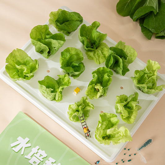 Hydroponic planting system | Simple hydroponics | Transparent | 9-hole | 12-hole