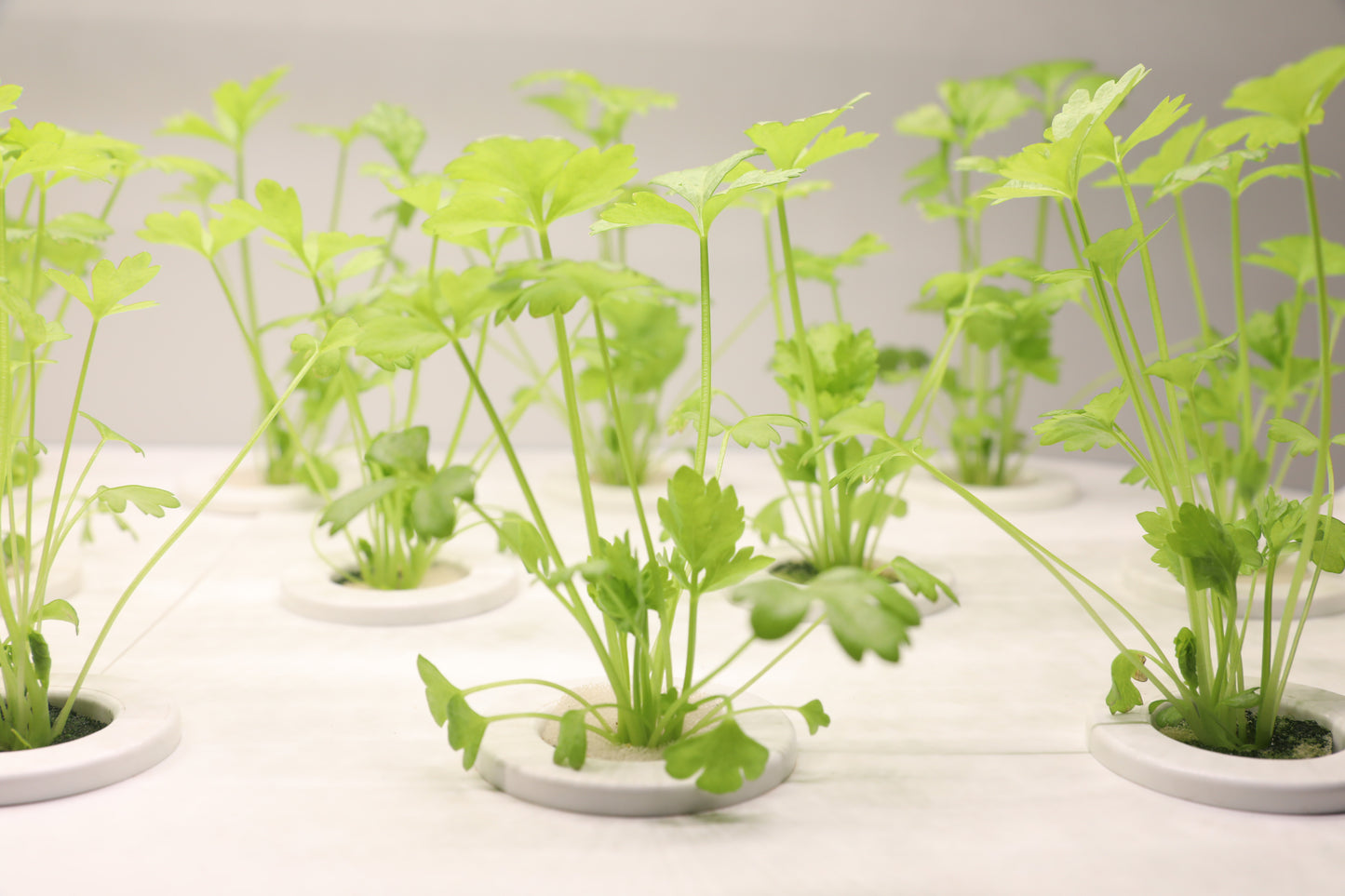 Smart Hydroponic Grow System | Multi-Layer Design | Auto Water Cycle | Built-in LED Lights | vvcultivate