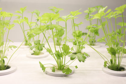 Smart Hydroponic Grow System | Multi-Layer Design | Auto Water Cycle | Built-in LED Lights | vvcultivate