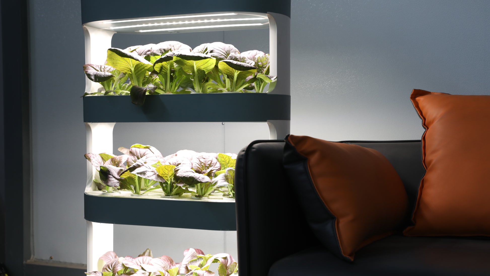 Three layers of white hydroponic system are planted with green vegetables each layer douliangzhedeng.