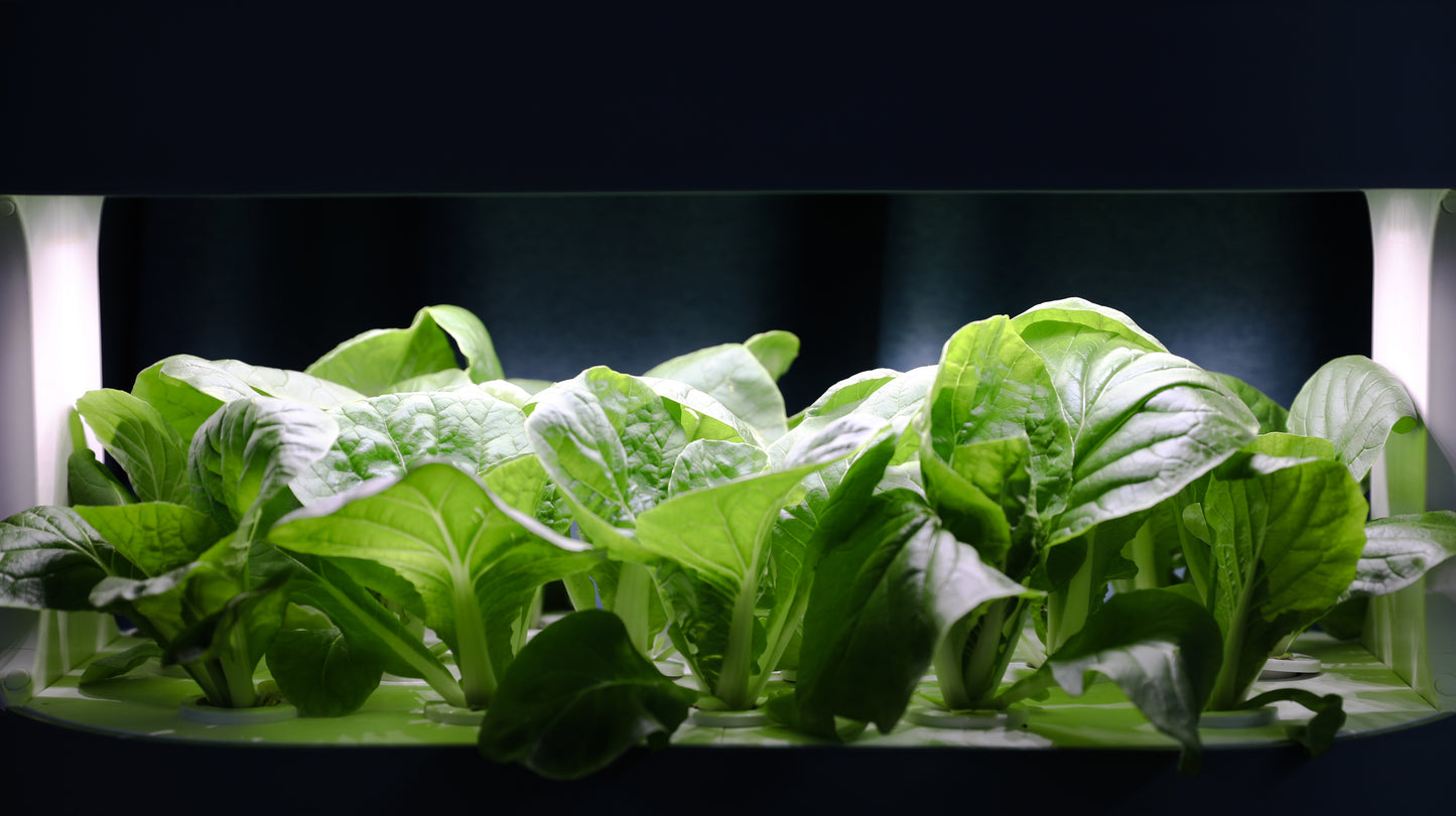 Hydroponic Planter Vigorously Growing Vegetables Under Light