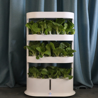 Three layer white hydroponic system, with green vegetables planted on each layer